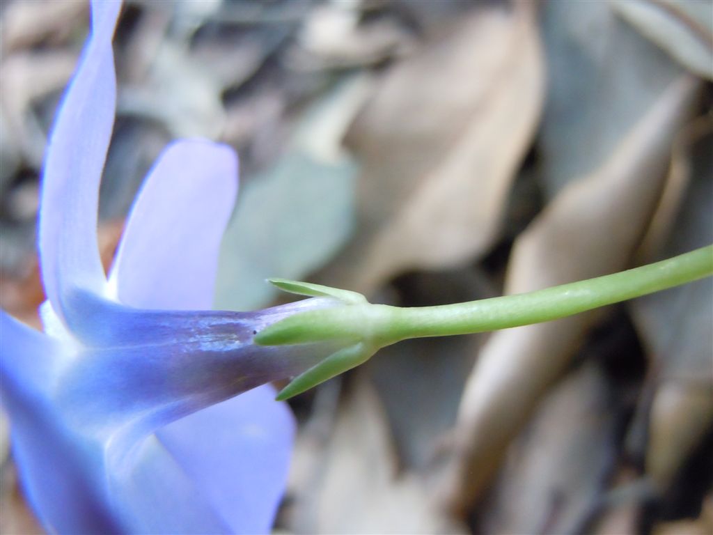 Fiori blu-violacei - Vinca minor L.